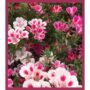 Flower Seed Confetti – Yippee Pink – Modern Sprouts